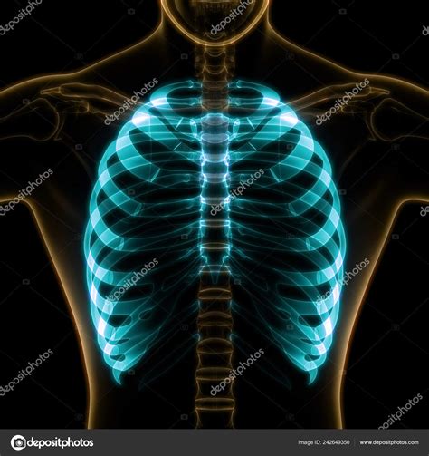 Illustration Human Skeleton System Rib Cage Anatomy — Stock Photo © magicmine #242649350