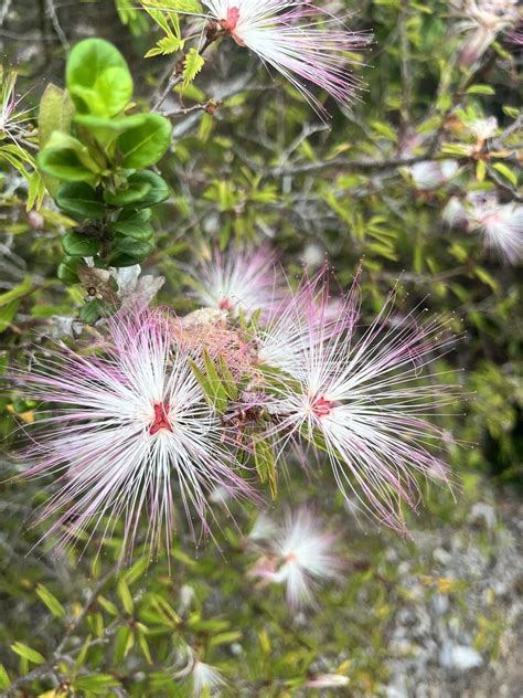 Flowering Plants From Moreton Bay Marine Park Banksia Beach Qld Au