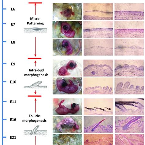 Three Different Processes In Chicken Embryo Skin Development Based On