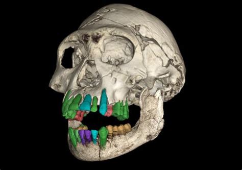 A longa infância foi a chave para a evolução do cérebro humano Isto é