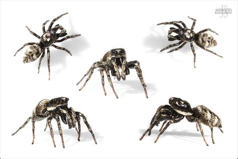 Jumping Spiders Of The Uk