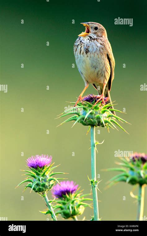 Corn Bunting Emberiza Calandra Male Calling Cadiz Spain Stock Photo