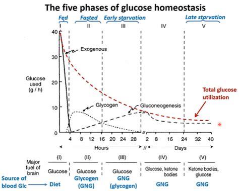 5 Stages Of Glucose Homeostasis Diagram Quizlet