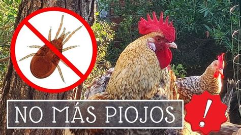 Pin En Gallinas