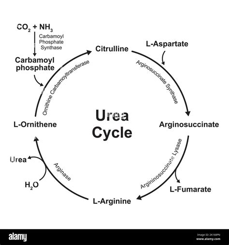 Resumen Del Ciclo De La Urea Hot Sex Picture