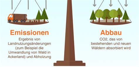 Klimawandel Wälder nutzen um CO2 Emissionen auszugleichen Aktuelles