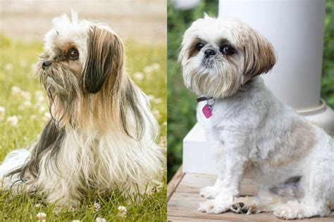 Lhasa Apso Vs Shih Tzu What S The Difference