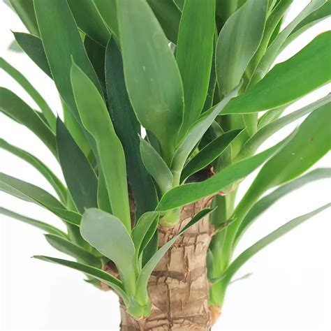 Yucca Verzorging Tips Informatie Planten Nl Planting Flowers