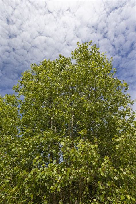 Birch Tree Without Foliage In The Spring Season Stock Image Image Of