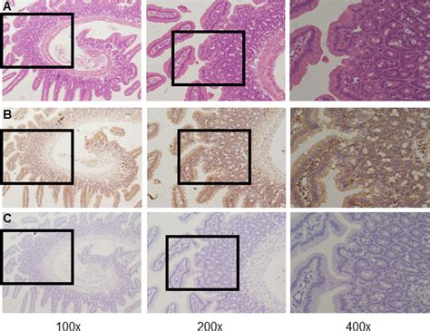 Immunohistochemistry On Sections Obtained From Mouse Duodenal Mucosal