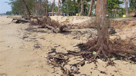 Pantai Manggar Balikpapan Tercemar Tumpahan Minyak Dinas Lingkungan