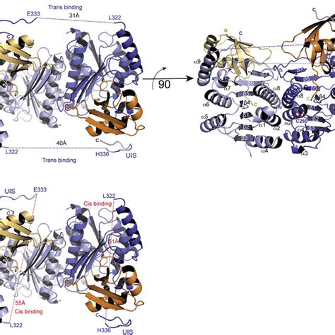 Structural Insight into UFM1 Adenylation by UBA5 | Download Scientific ...