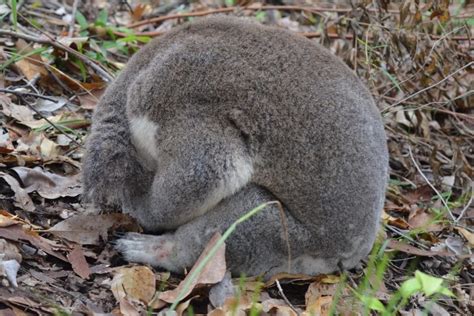 How To Identify A Sick Or Injured Koala | Wildlife Watcher