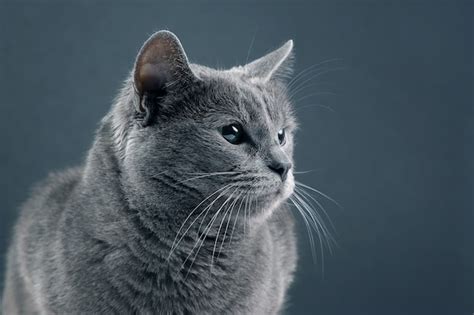 Retrato De Estudio De Un Hermoso Gato Gris Foto Premium