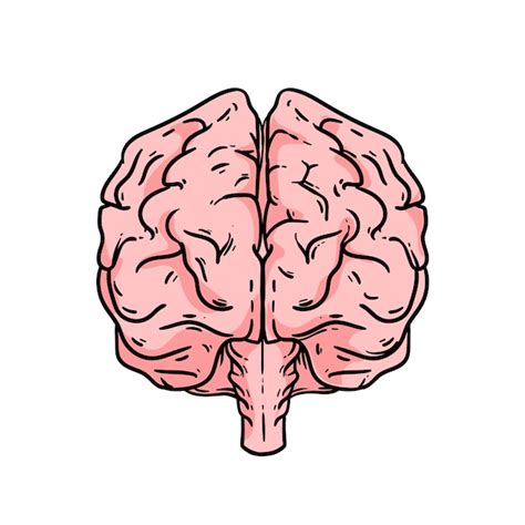 Premium Vector Hand Drawn Brain Drawing Illustration