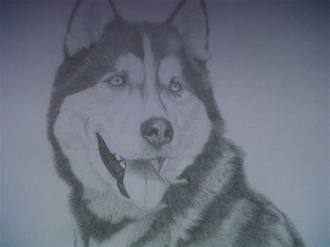 Evie Leonard - Pencil Drawings: Husky: Pencil Drawing A4