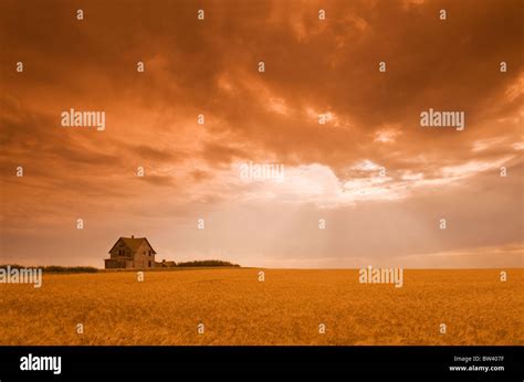 Saskatchewan Wheat Field Hi Res Stock Photography And Images Alamy