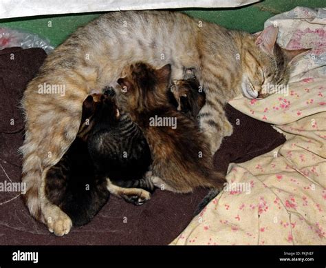 Mother cat nursing kittens hi-res stock photography and images - Alamy