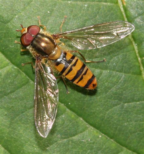 Marmalade Hoverfly Naturespot