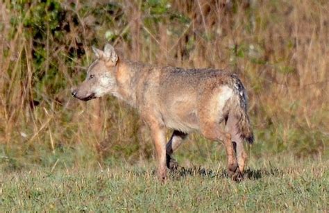 Accueil Alliance des Opposants à la Chasse