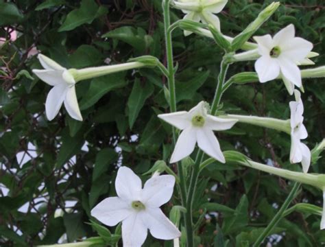 Nicotiana (Flowering Tobacco) is Incredibly Beautiful AND Easy to Grow ...