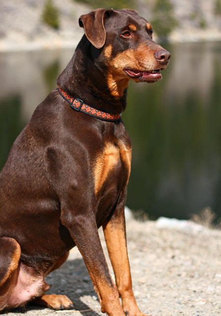 Basset Hound Doberman Mix Harley The Doberman Mix Rottweiler Rottweiler Cross Doberman