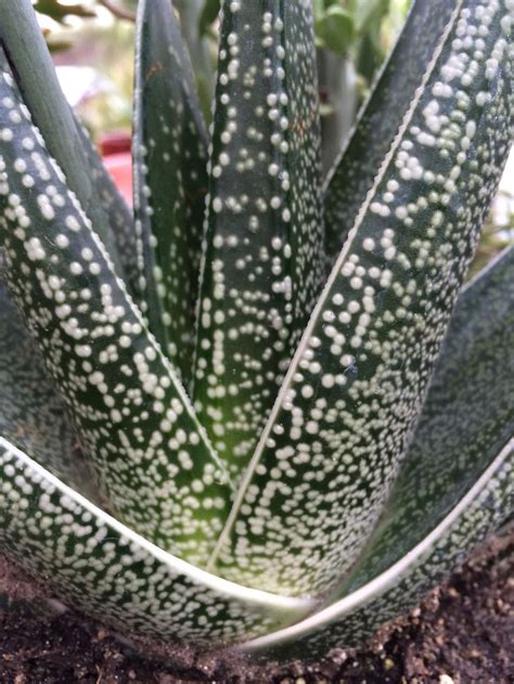 Gasteria Acinacifolia Succulent Gardening Planting Succulents