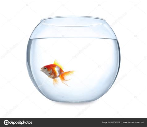 Beautiful Bright Small Goldfish Glass Aquarium Isolated White Stock ...