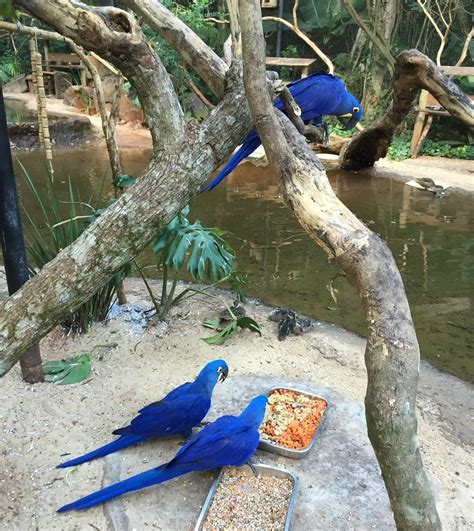 Arara Azul Grande Viveiro Das Araras Parque Das Aves Foz Do Igua U