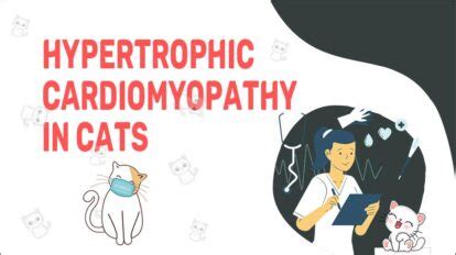 Hypertrophic Cardiomyopathy In Cats Petmoo