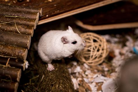 Typical Behavior of Pet Gerbils