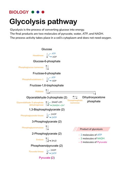 Biology Diagram Show Pathway Of Glycolysis For Break Down Glucose Into