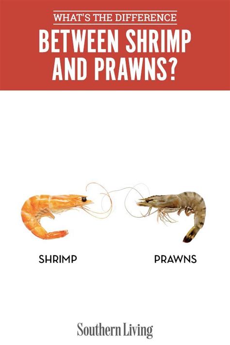 Are Prawns Just Really Big Shrimp Lets Put This Coastal Culinary