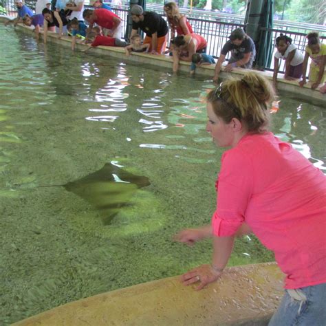 Touch A Sting Ray Life List Ray Touch Ideas Thoughts