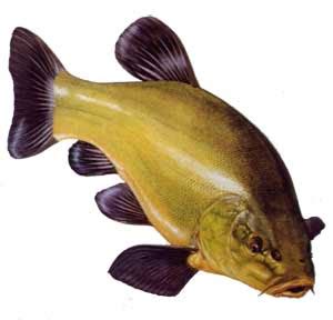 Total Fishing Blog: Fishing For Tench