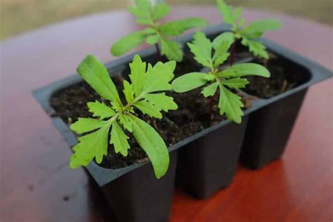 How & When to Plant Marigold Seeds Indoors for Garden - 1898 Mama