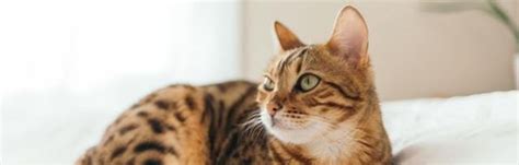 Feeding Your Cat A Raw Diet Pros And Cons Firstvet