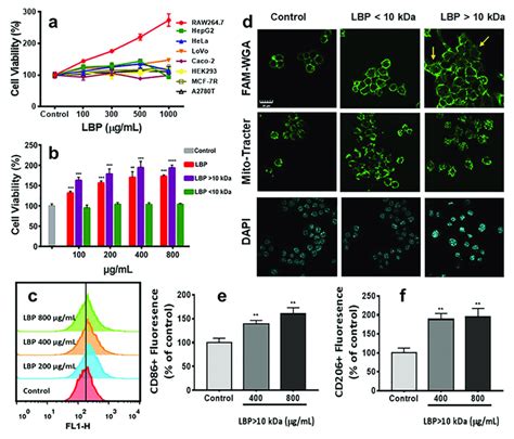 A Cell Viability Assay Of Different Cell Lines Following The Addition