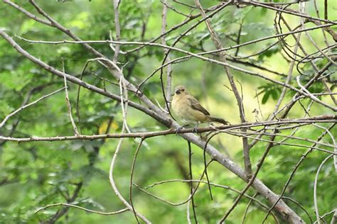 Foto Golinho Sporophila Albogularis Por Lorena S Moreira Wiki Aves