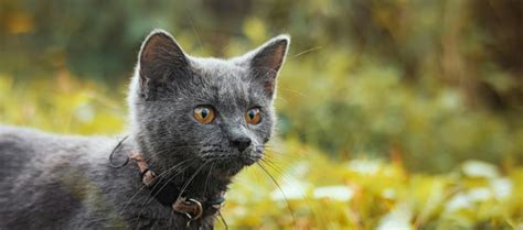 Top Hypoallergenic Cat Breeds