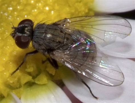 Diptera Info Discussion Forum Coenosia SW Spain September 2012