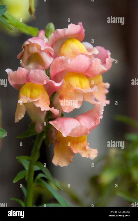 Snap Dragons Or Dragon Flowers In Bloom In An English Garden Uk Stock