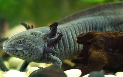 Axolotl Breeding Guide - How to Breed Axolotls? - AquariumNexus