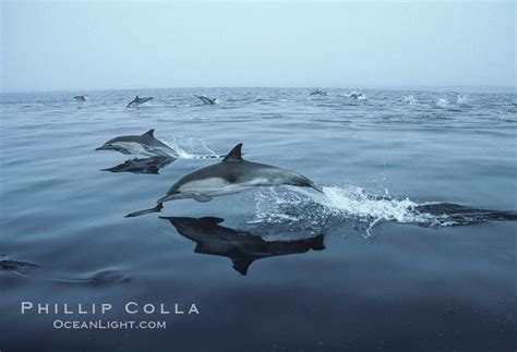 Common dolphin, Baja California, Delphinus delphis, #04934