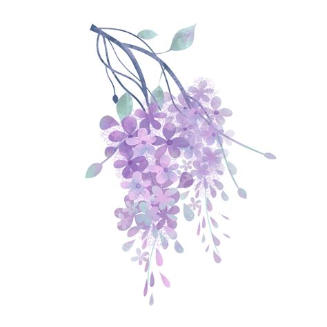 Wisteria Flowers Hd Transparent Spring Wisteria Flowers Decorative