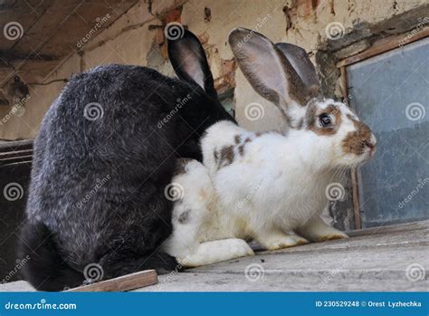 Mating Of Domestic Rabbits Stock Photo Image Of Easter 230529248