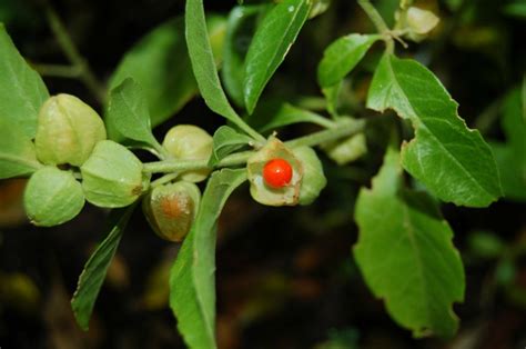 Plant These 10 Indian Medicinal Herbs In Your Kitchen Garden For They