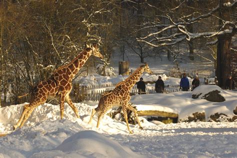 tiergarten.nuernberg.de: Landscape Zoo