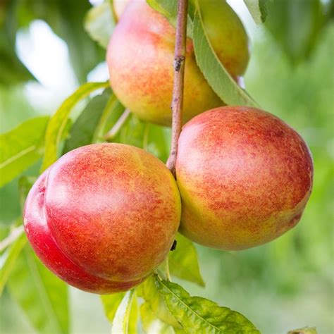 Sunglo Nectarine Nursery