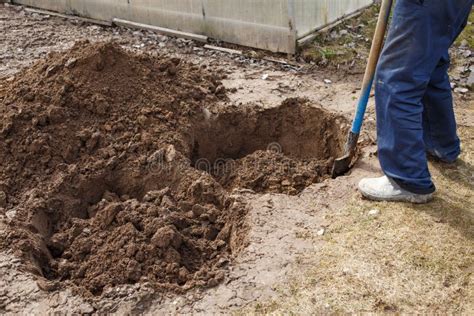 Man Digging a Hole for Planting a Fruit Tree in the Garden Stock Image ...